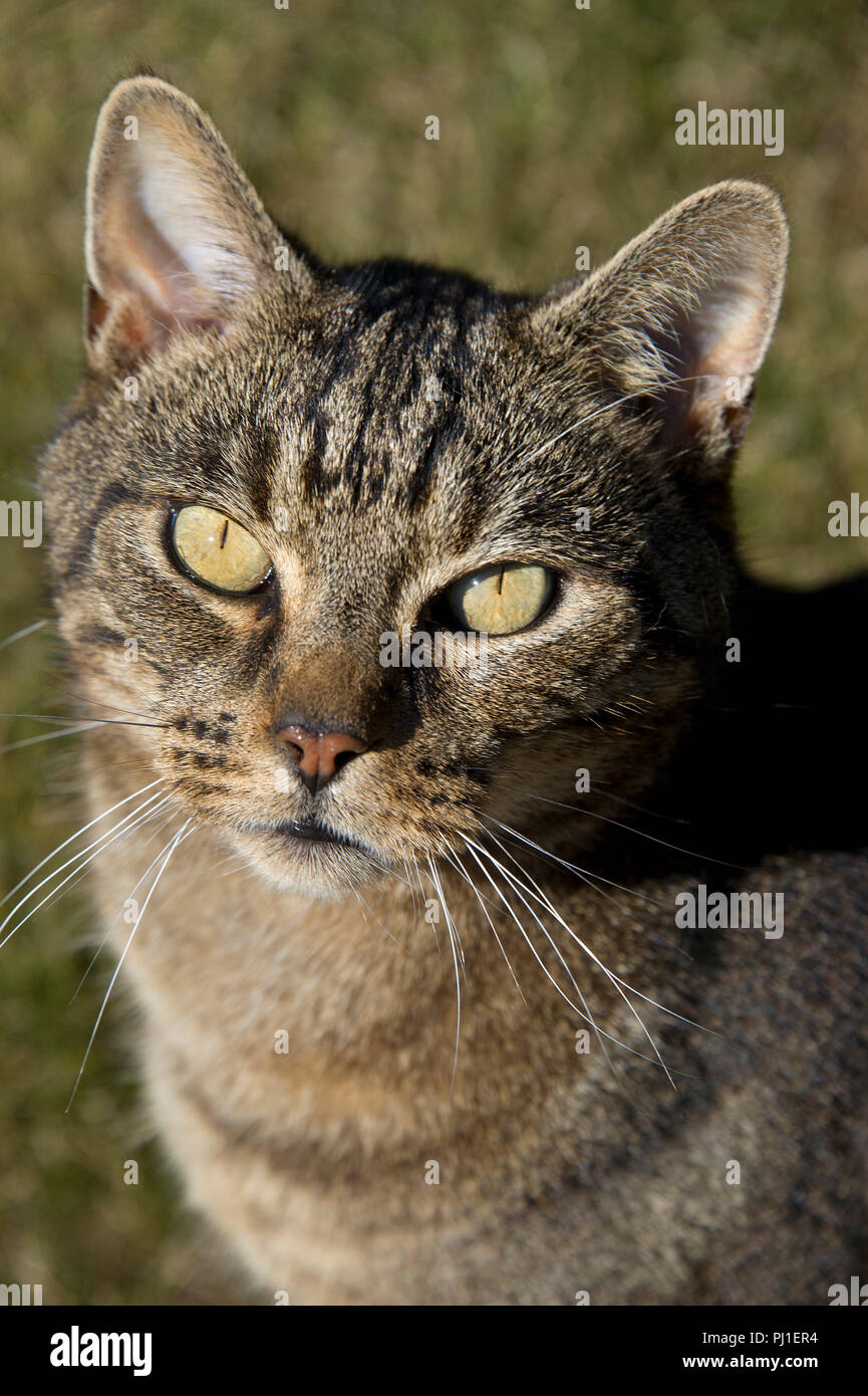 Blagdon Dorf, Taunton, Somerset, UK, ein Alter - exklusive Ruhestandgemeinschaft. Stockfoto