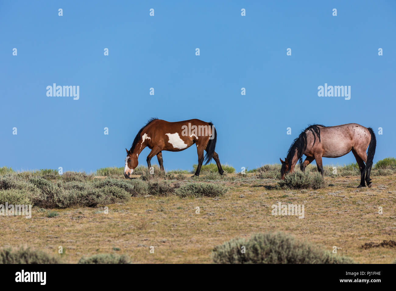 Wilde Pferde in Sand Wash Basin Colorado Stockfoto