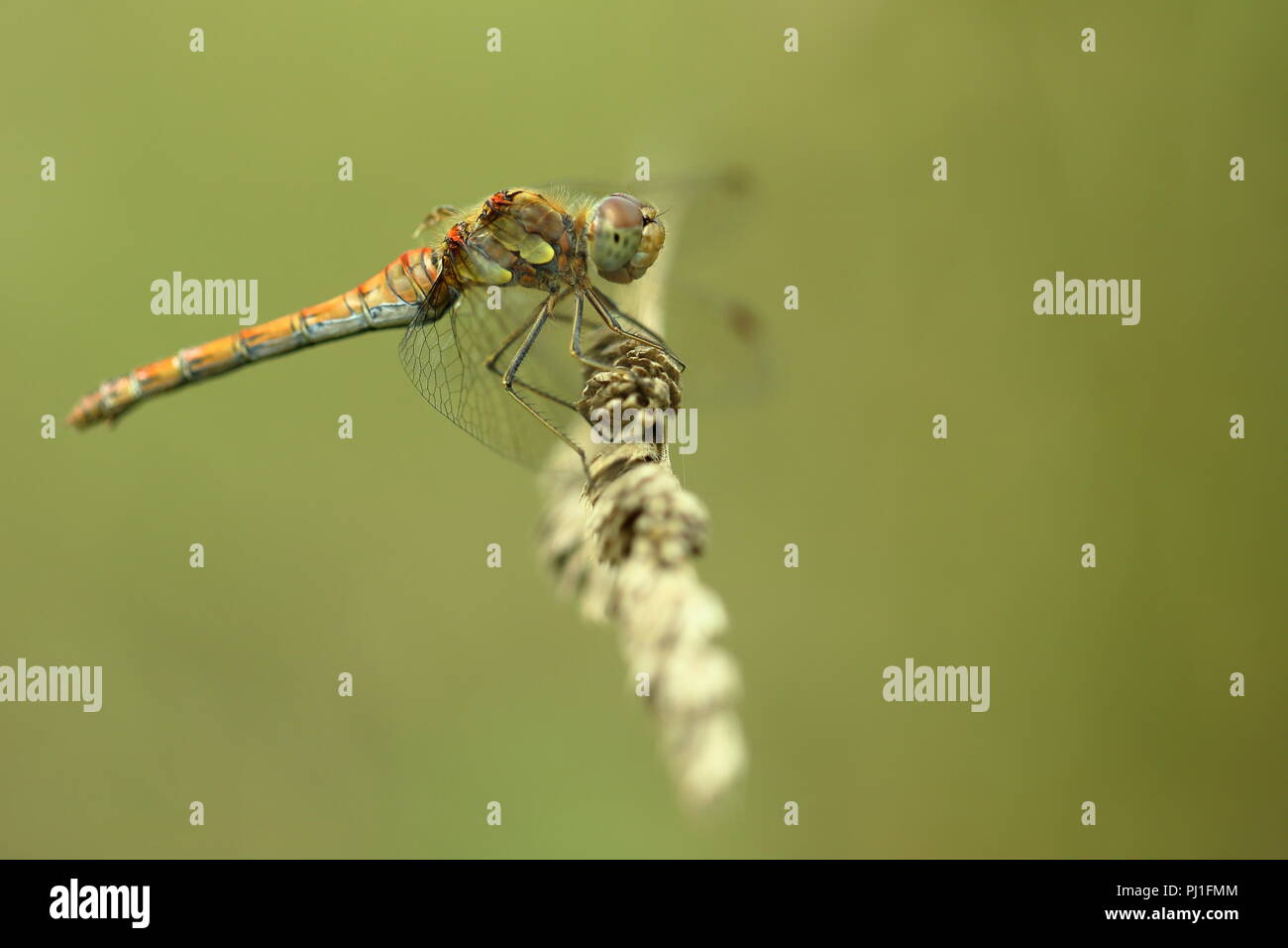 Gemeinsamen Libelle Darter, Sympetrum striolatum Stockfoto