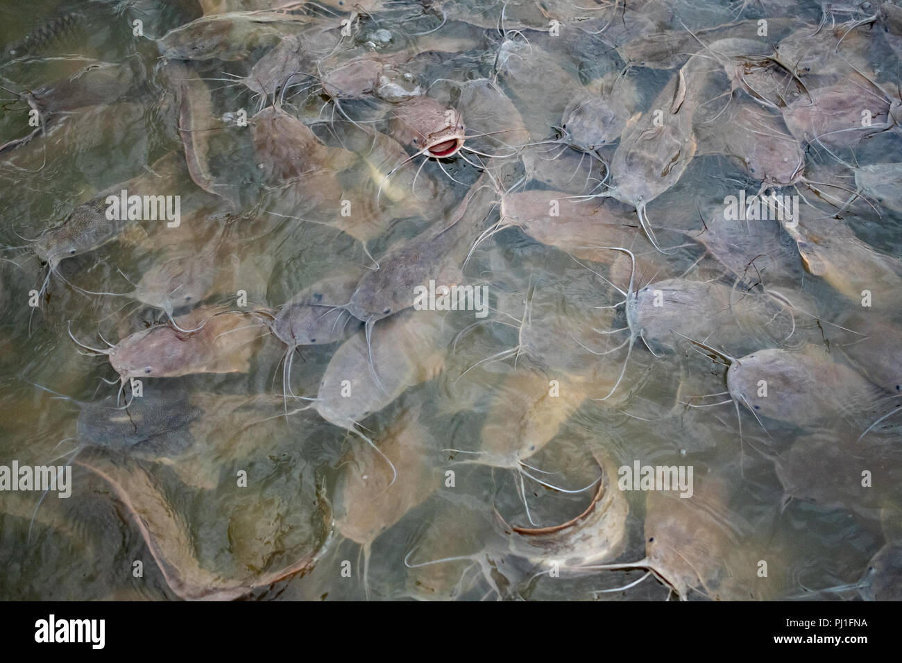 Shark Catfish Stockfotos Und Bilder Kaufen Alamy