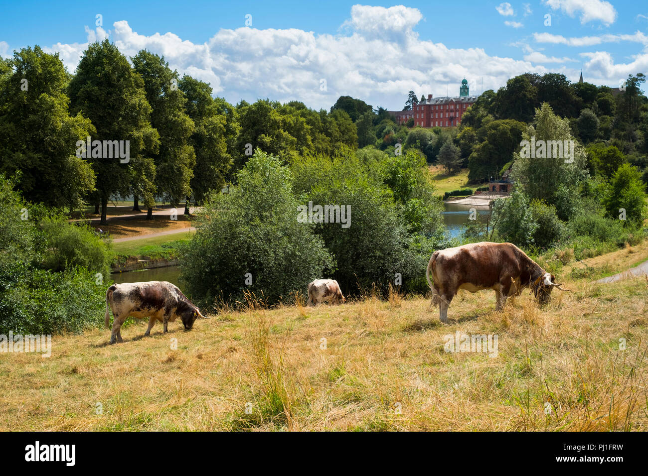 Longhorn Rinder grasen in Shrewsbury neben dem Fluss Severn, mit Shrewsbury School im Hintergrund. Shropshire, England, Großbritannien Stockfoto