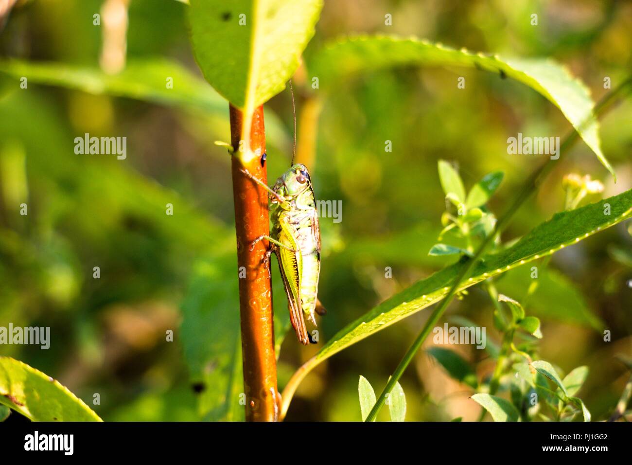 Auf dem Gras Halm sitzt eine große Heuschrecke, dieses schöne Insekt, das im Gras lebt und hat starke Hinterbeine, die es ihm ermöglicht, eine lange dis zu springen Stockfoto