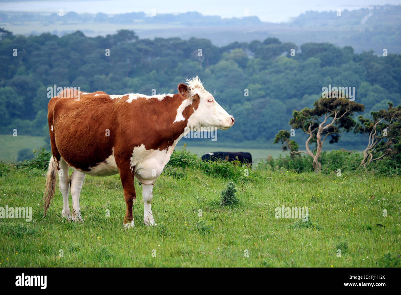 Hereford Kühe und andere Rinder auf einem Hügel weide Feld mit Hang Wald im nebligen Hintergrund Stockfoto