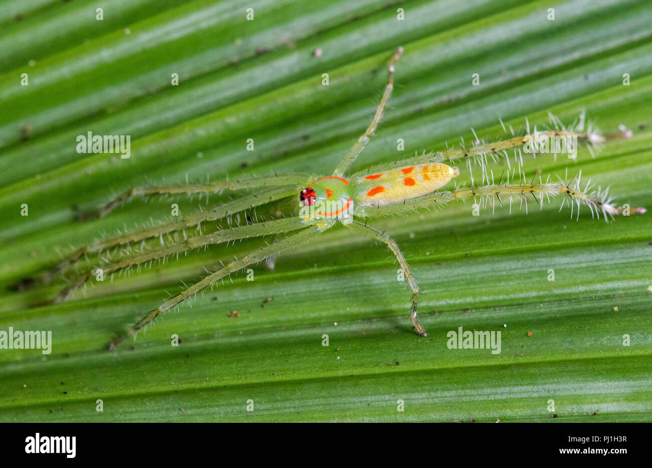 Eine bunte Spinne auf einem grünen Blatt. Nimbokrang, West Papua, Indonesien. Stockfoto