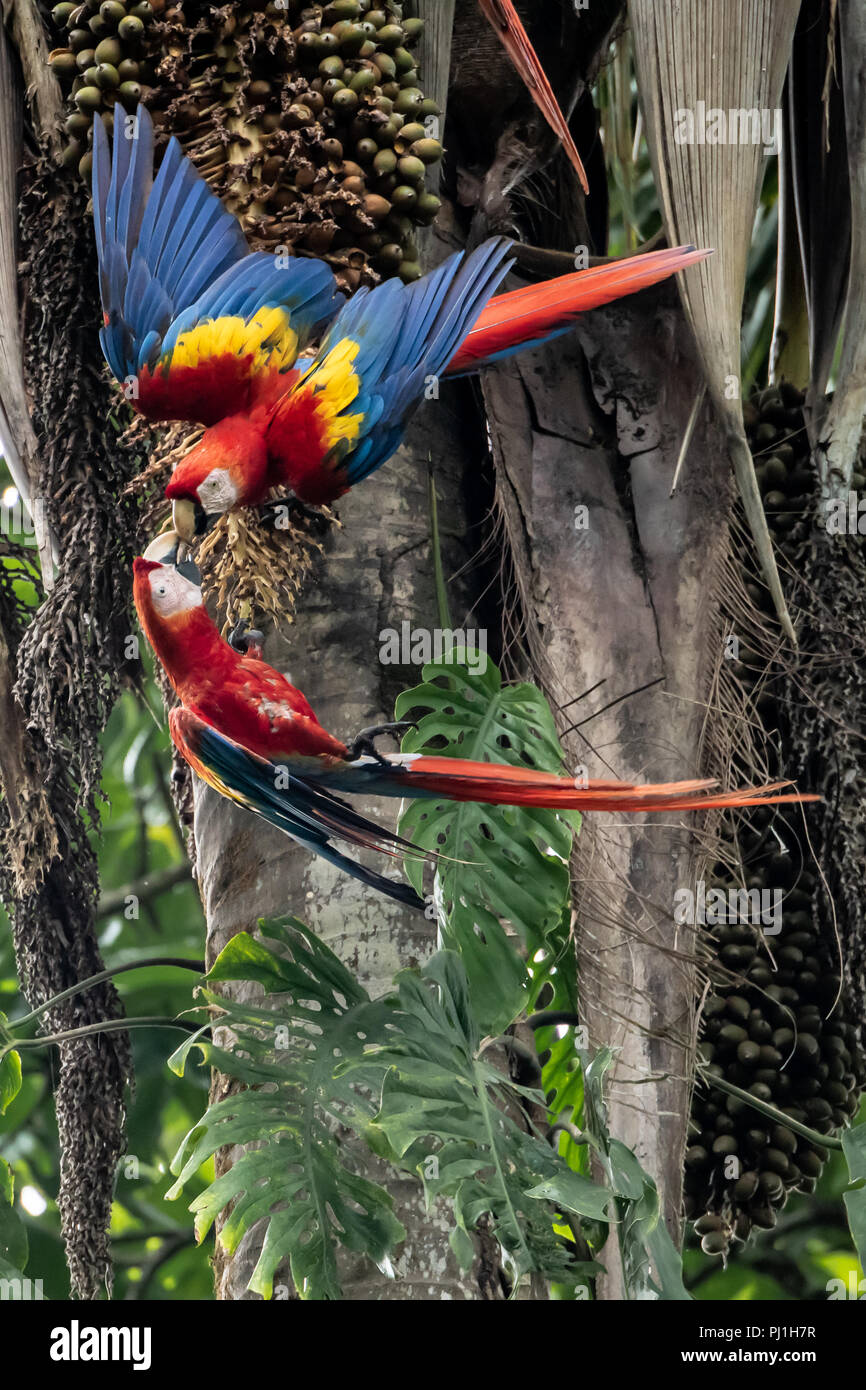 Paar Hellrote Aras (Aramacao) Gemeinsame Essen in Costa Rica Stockfoto