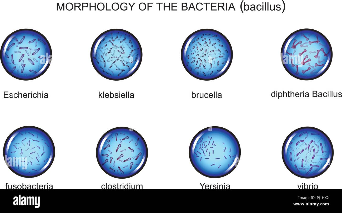 Vector Illustration der stabförmige Bakterien, Bazillen Morphologie. Stock Vektor