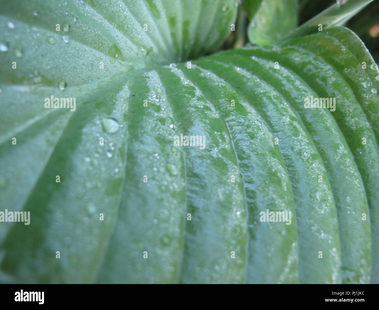 Nahaufnahme des nassen hosta Blätter mit Tau Stockfoto