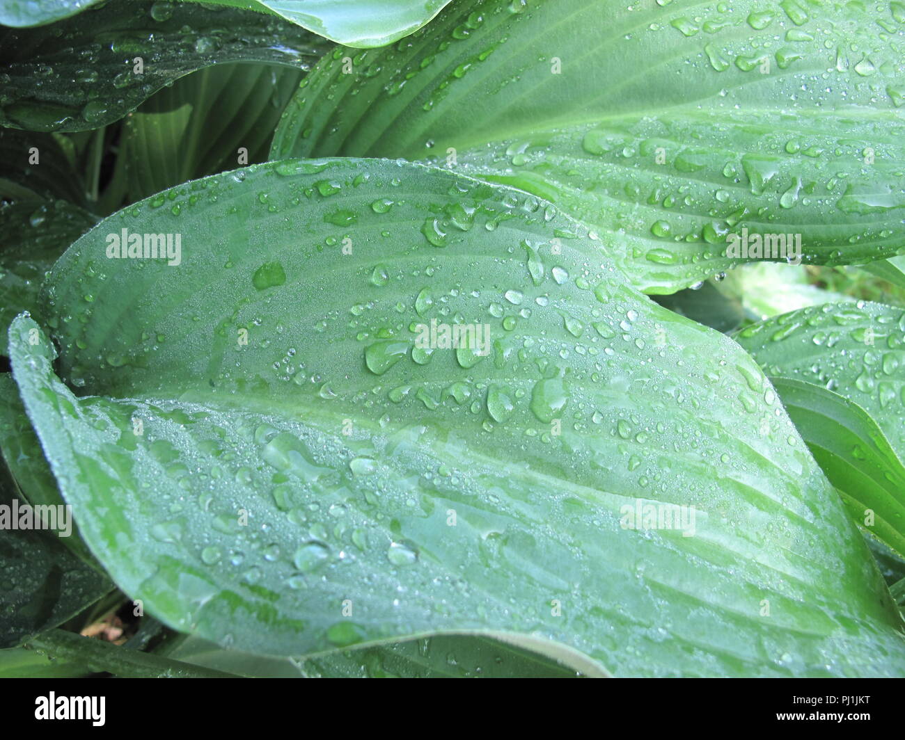 Nahaufnahme des nassen hosta Blätter mit Tau Stockfoto