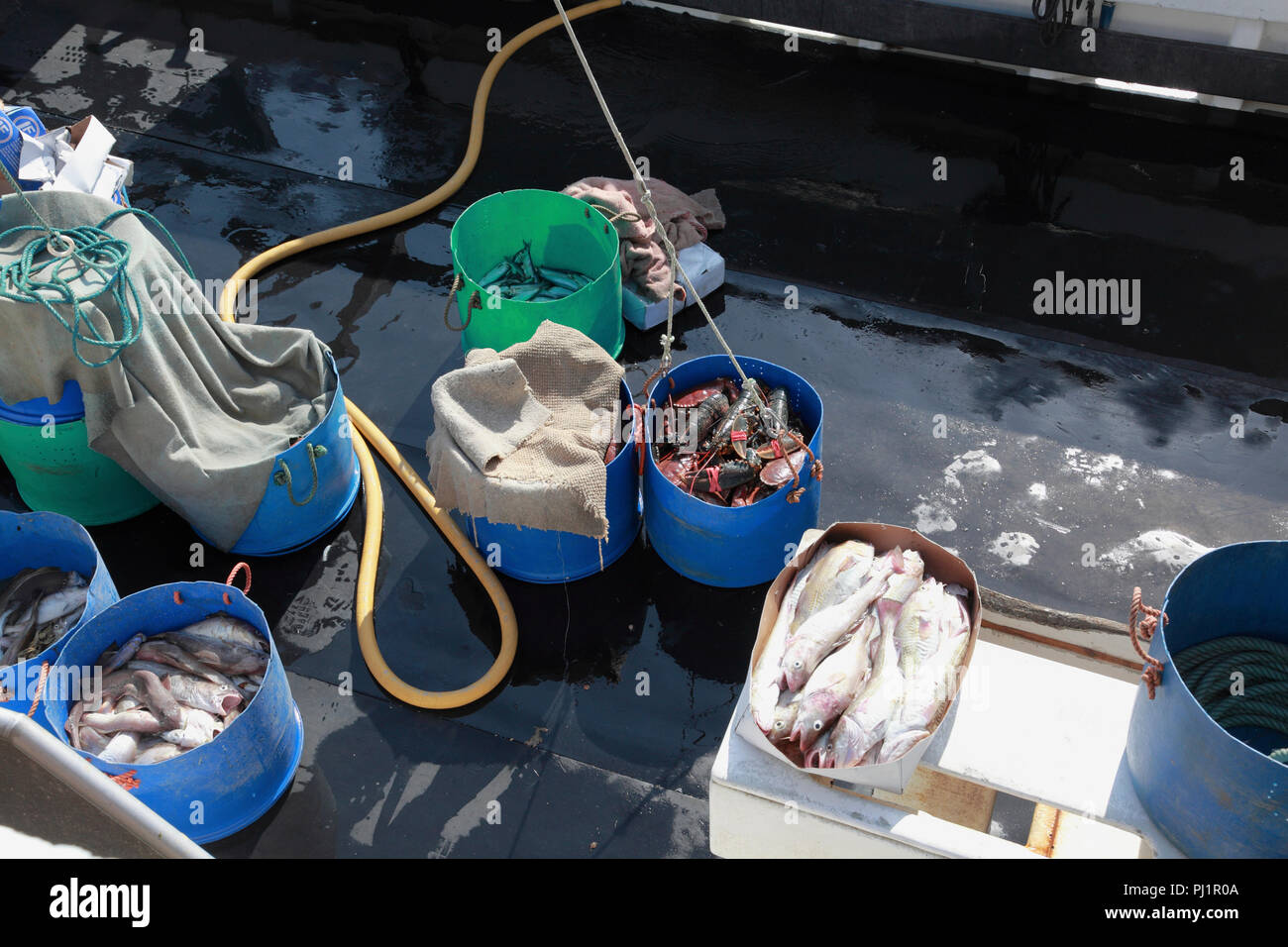 Das Deck eines kleinen Fischerboot mit frisch gefangenen Fisch. Einen Eimer mit Krabben und Hummer "auf dem Deck gehoben werden. Stockfoto