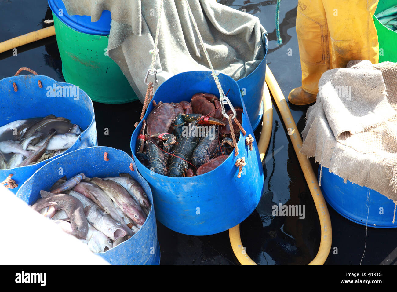 Das Deck eines kleinen Fischerboot mit frisch gefangenen Fisch. Einen Eimer mit Krabben und Hummer wird aus dem Deck gehoben Stockfoto