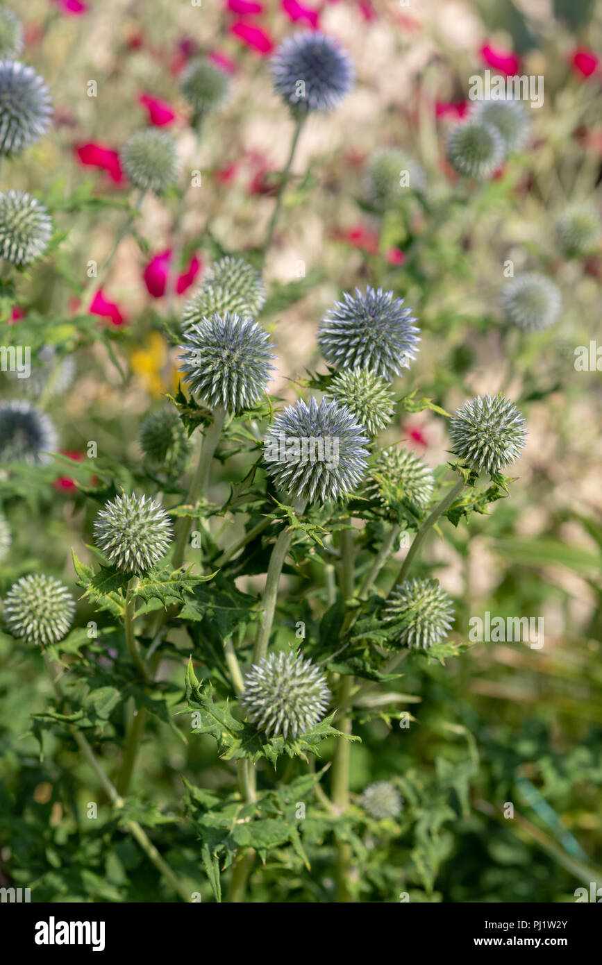 Bunte, mit Blumenmustern natur Nahaufnahme des Globus Disteln mit einem Feld/Wiese als natürliche verschwommenen Hintergrund auf einem hellen sonnigen Sommertag Stockfoto