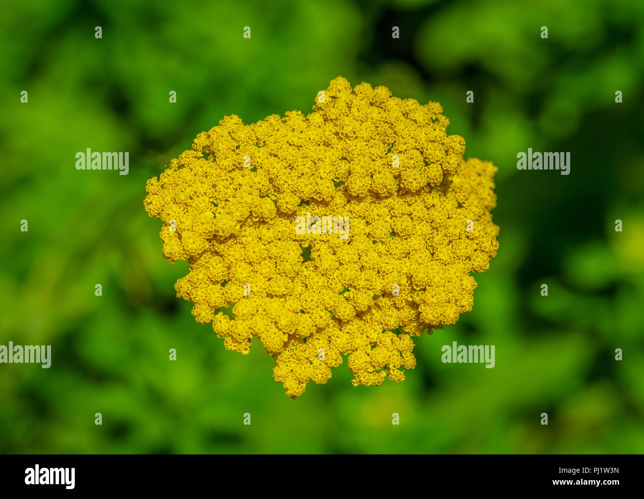 Farbe outdoor Makro Bild eines isolierten blühen gelbe Schafgarbe/Tausendblatt Anlage auf einem hellen, sonnigen Sommer Tag genommen, natürliche verschwommenen Hintergrund Stockfoto
