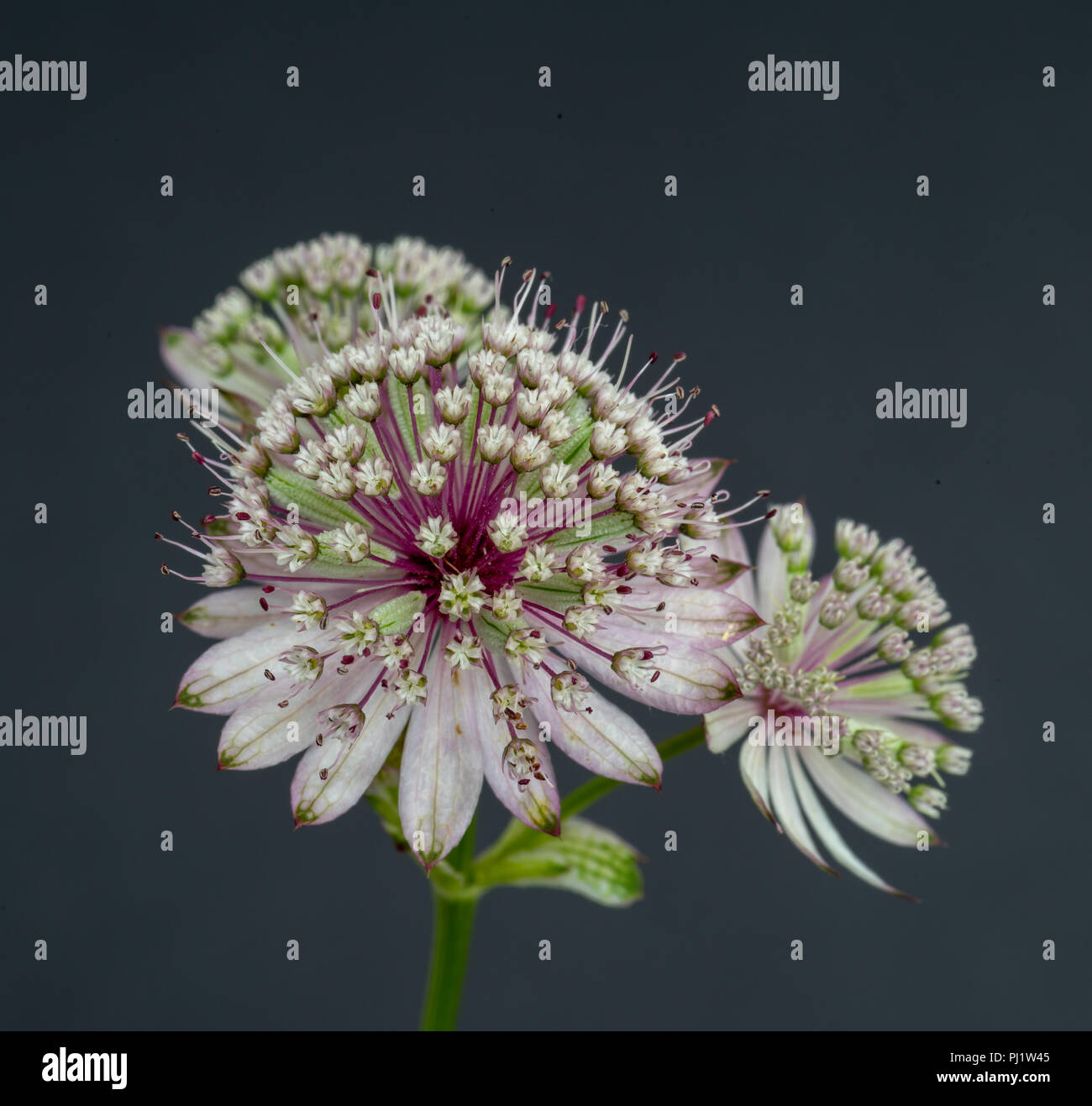 Kunst stillleben blumen Farbe makro Portrait einer isolierten Blütentrieb von astrantia Blüten auf grauem Hintergrund mit detaillierten Struktur Stockfoto