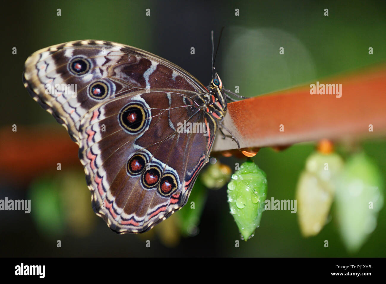 Blaue Morpho Butterfly, Morpho peleides Stockfoto