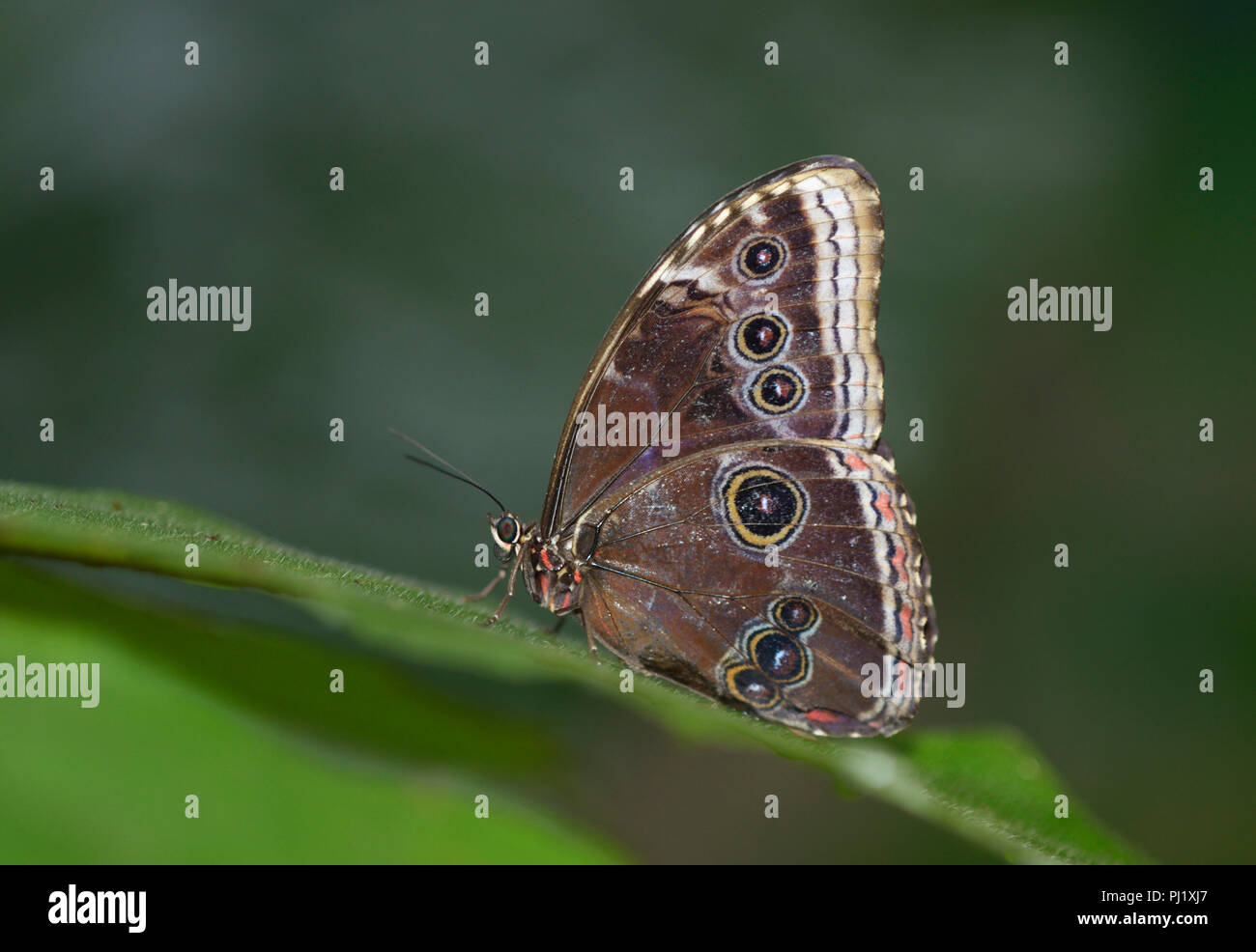 Blaue Morpho Butterfly, Morpho peleides Stockfoto