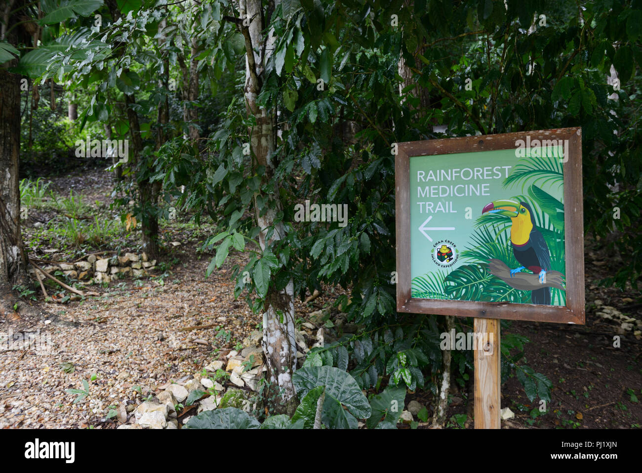 Regenwald Medizin Trail, Chaa Creek, Cayo, Belize Stockfoto