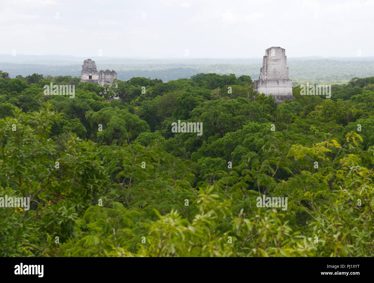 Tikal Tempel!, II, V erhebt sich aus dem Dschungel, Guatemala Stockfoto
