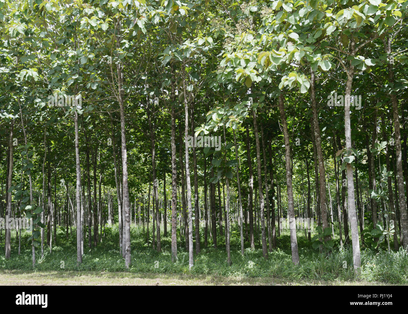 Teak Plantage, Tectona grandis, Western Belize Stockfoto