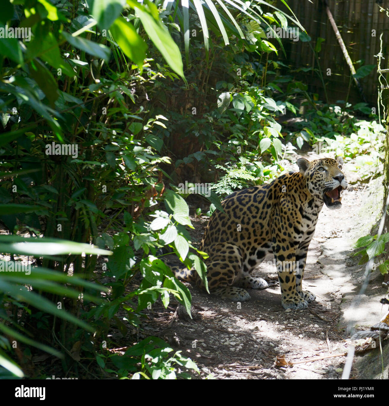 Belize Zoo Stockfoto