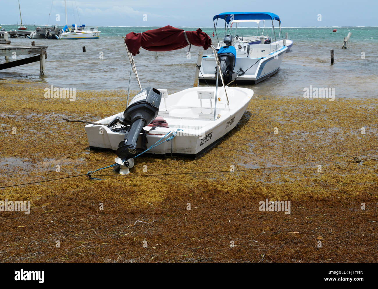 Sargassum Algen, entlang der Ufer Ambergris Caye Belize Stockfoto