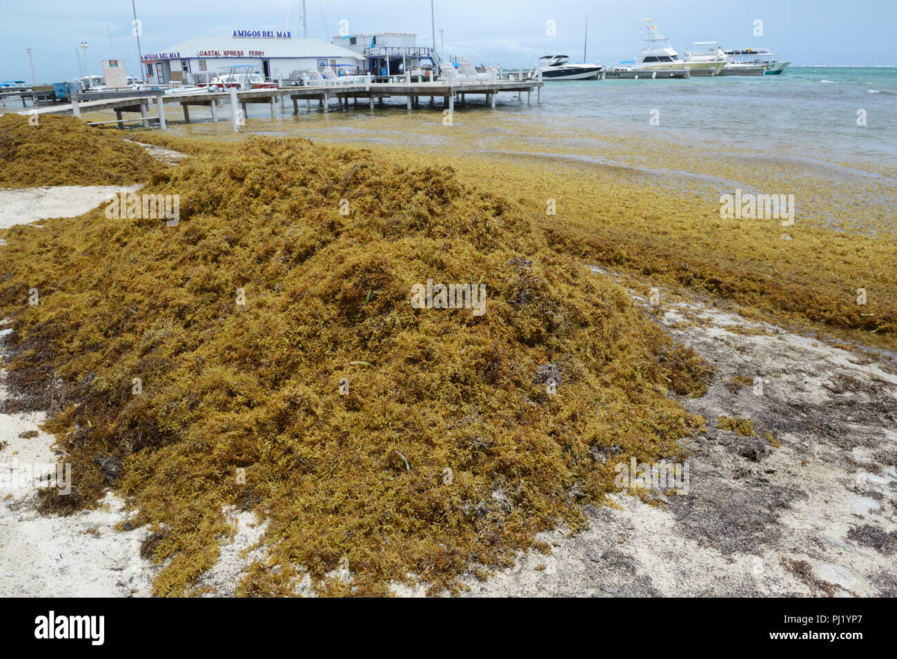 Sargassum Algen am Strand aufgetürmt, Ambergris Caye, Belize Stockfoto