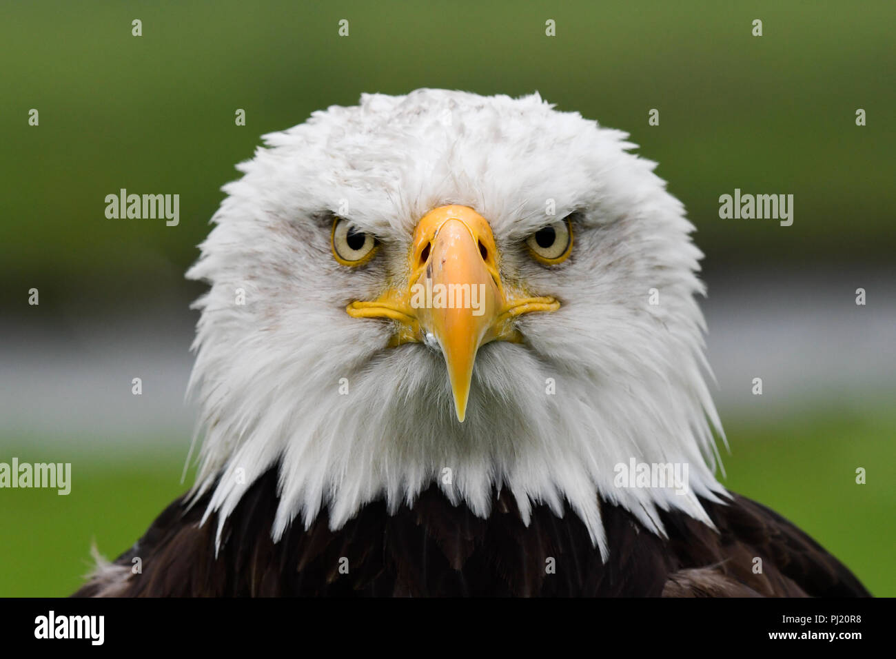 American Eagle portrait Stockfoto