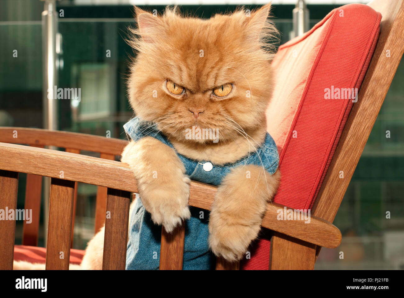 Traditionelle persische katze -Fotos und -Bildmaterial in hoher Auflösung –  Alamy