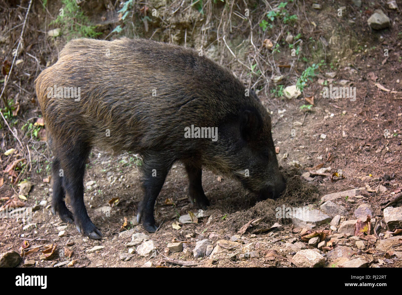 Wildschwein (Sus scrofa) Grabungen Schnauze Eicheln in Wäldern, Tier gut meistert Aufgabe trotz felsigen Boden, Forstwirtschaft Aspekt. Big game Jagd Auf Huftiere Säuger Stockfoto