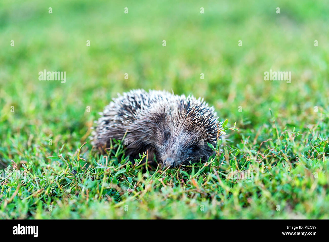 Schöne Igel oder Erinaceus roumanicus auf Gras Stockfoto