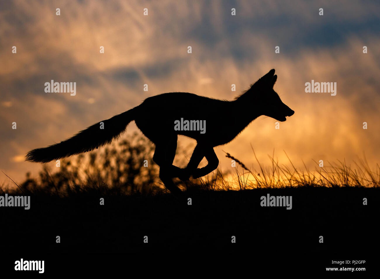 Red Fox im letzten Licht des Tages Stockfoto