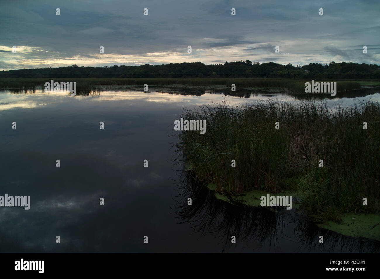 Einem völlig flachen White River am Morgen nach sintflutartigen regen die meisten der Nacht in Montague, Michigan. Die Insel von frei schwebenden Schilf brach Awa Stockfoto