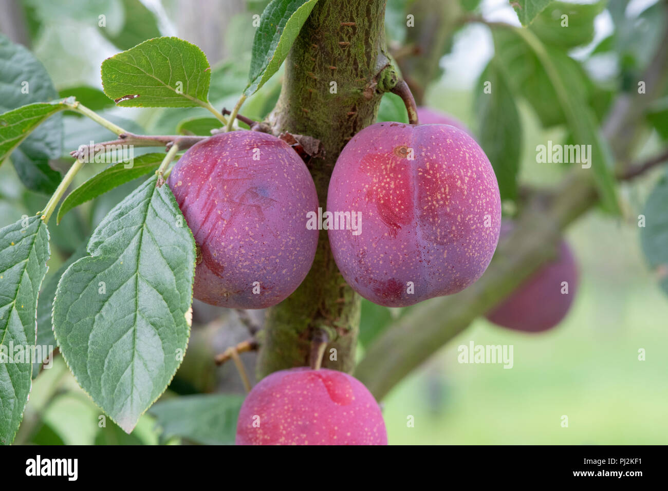 Prunus domestica. Pflaume 'Queen's Crown" auf dem Baum. Großbritannien Stockfoto