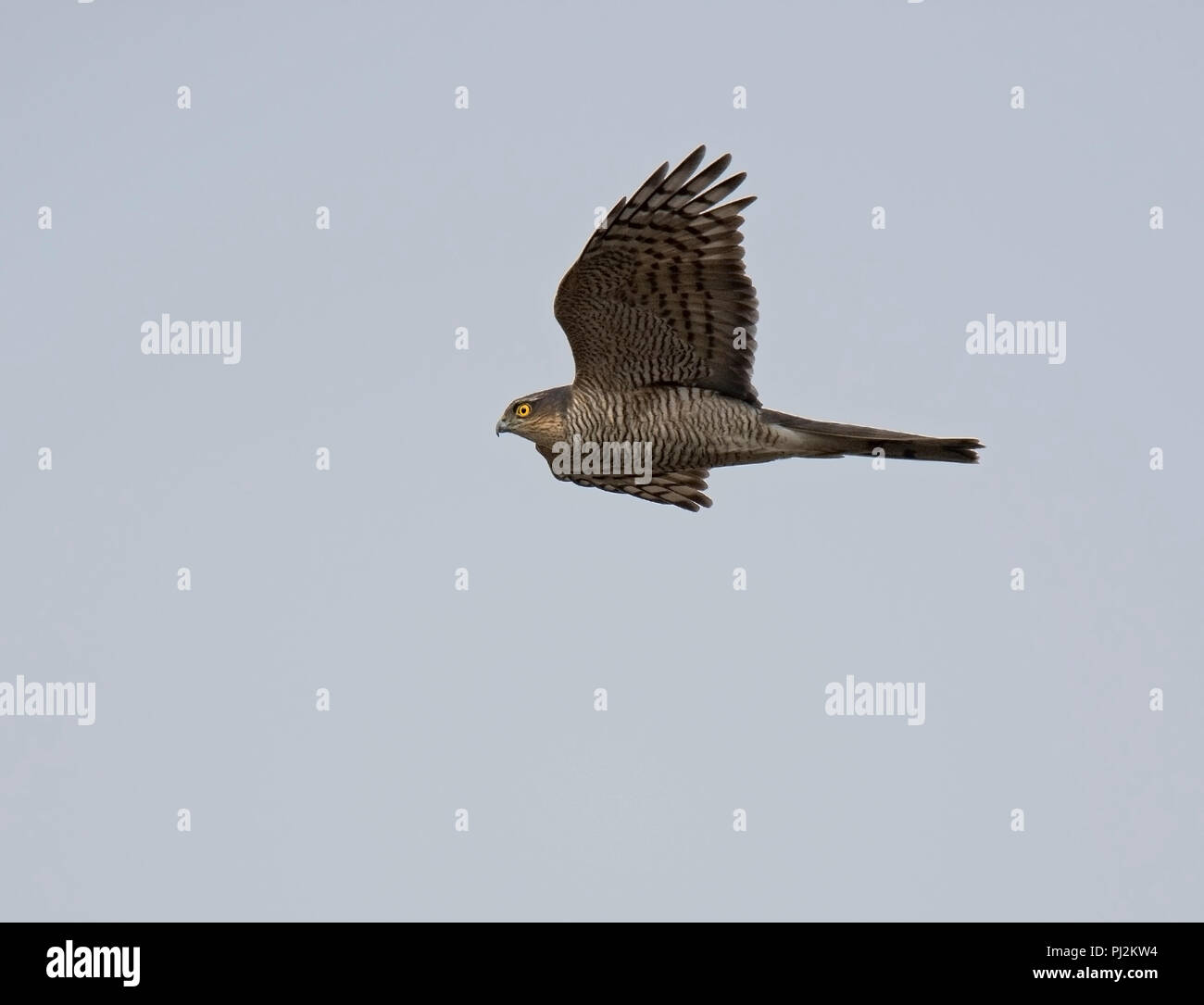 Eurasian Sparrowhawk, Accipiter Nisus, erwachsene Frau, im Flug, Lancashire, England, Großbritannien Stockfoto