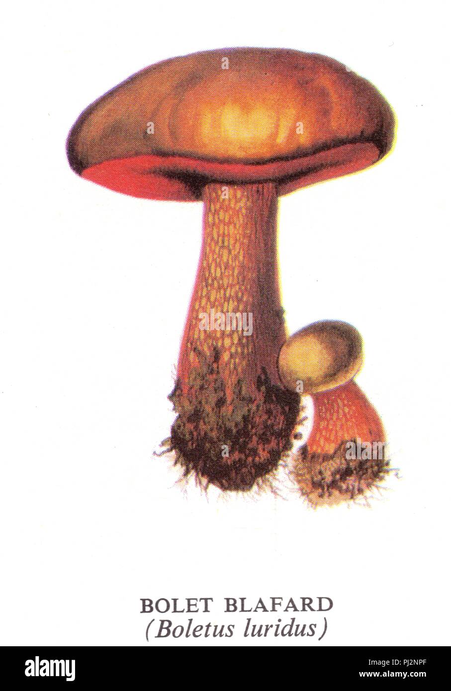 Champignon bolet blafard Stockfoto