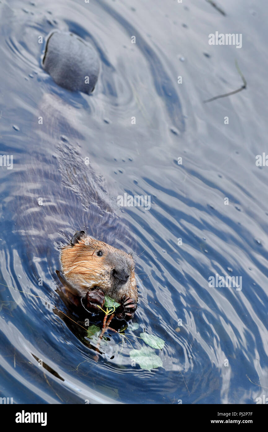 Ein Blick von oben auf einen wilden Biber (Castor canadensis), schwimmend auf dem Wasser und mit beiden Vorderpfoten auf Stoff aspen Baum Blätter in den Mund Stockfoto