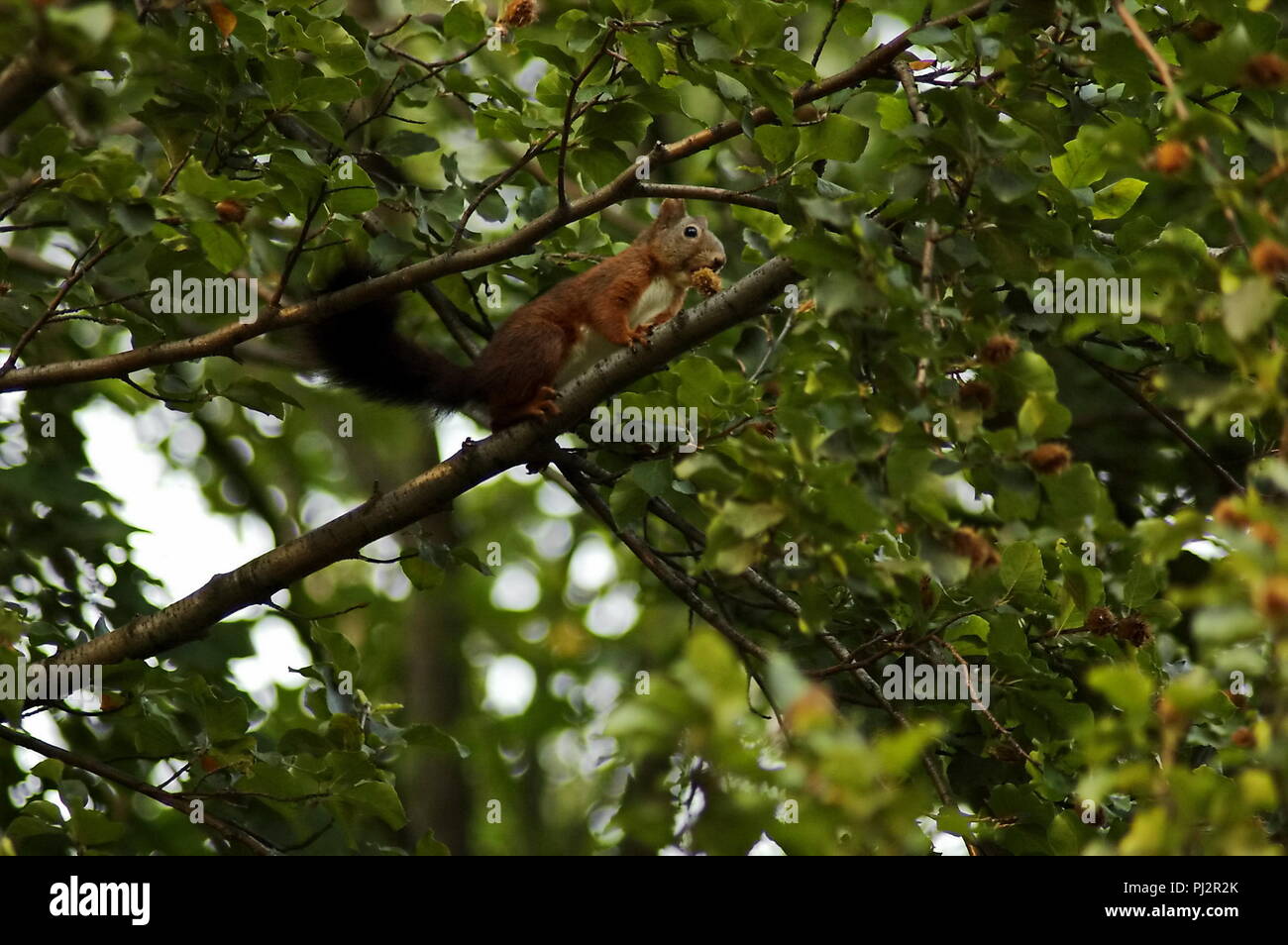 Ein rotes Eichhörnchen stehen auf einer Kastanie und Obst essen, Sofia, Bulgarien Stockfoto