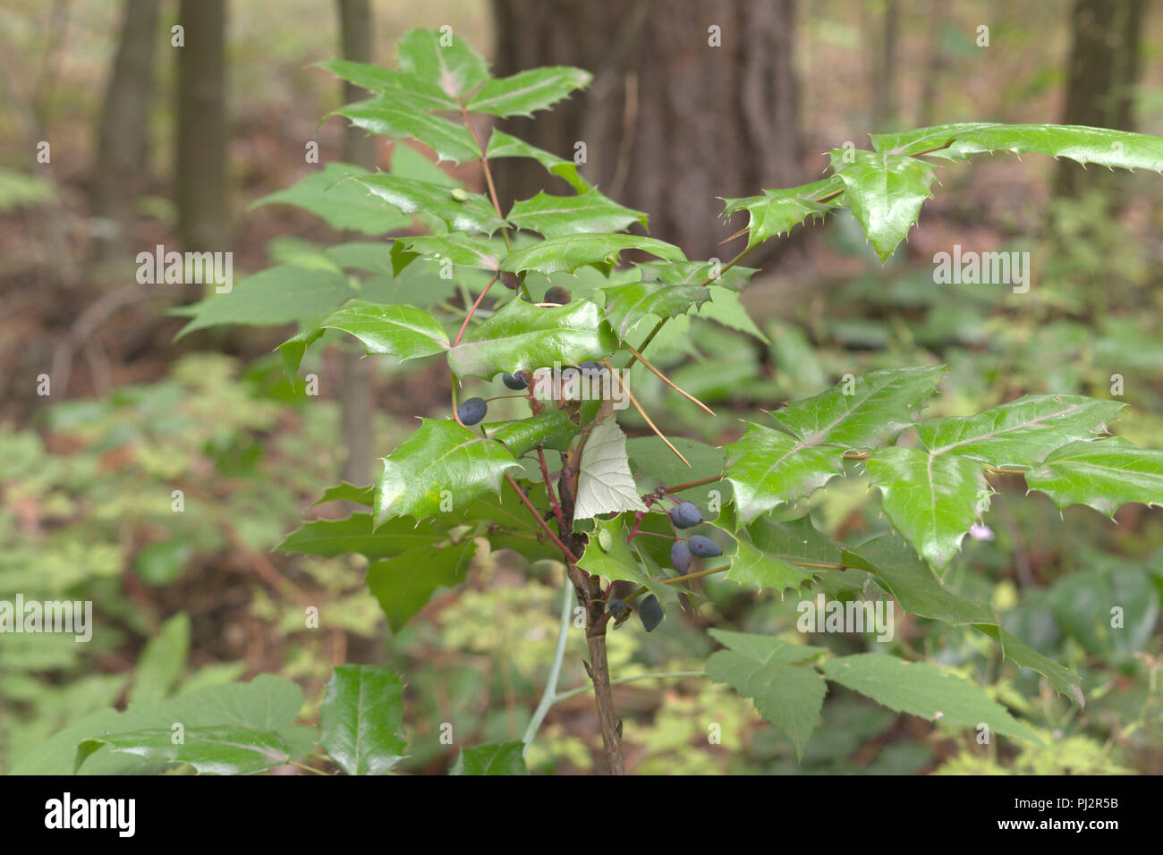 Oregon - Trauben reif ovalen Beeren auf niedrigen Strauch mit dornigen Merkblätter Stockfoto