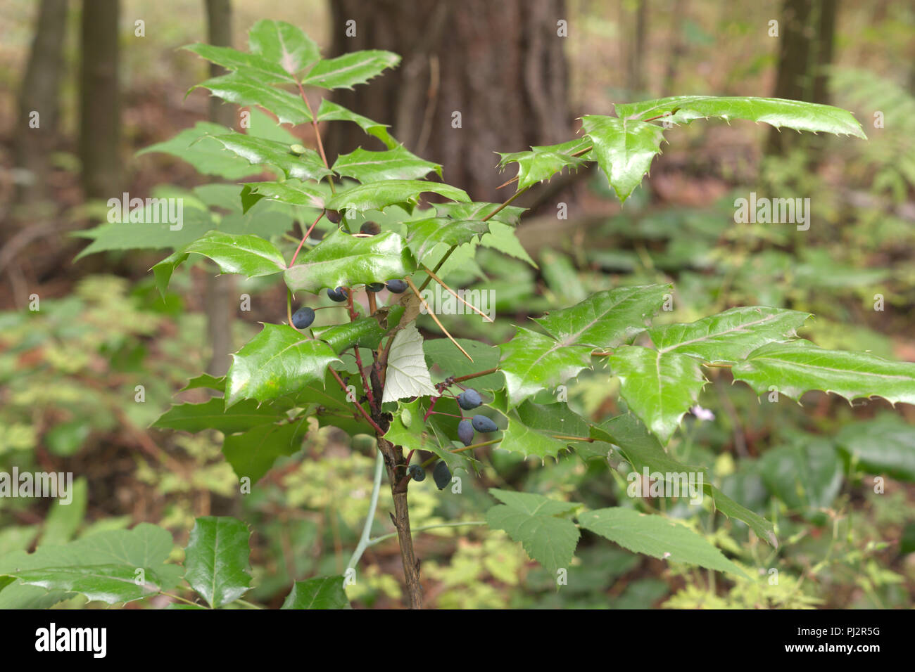 Mahonie reife dunkel bläulich-schwarzen Beeren auf Strauch mit gefiederten Blättern Stockfoto