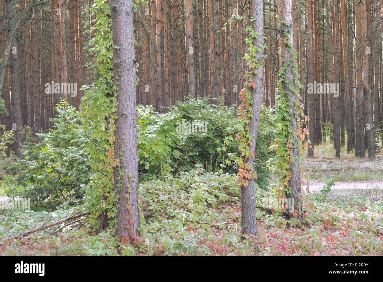 Virginia Creeper im Kiefernwald, klettert und deckt auf hohen schlanken Stämme. Unerwartete Kombination von Flora Stockfoto
