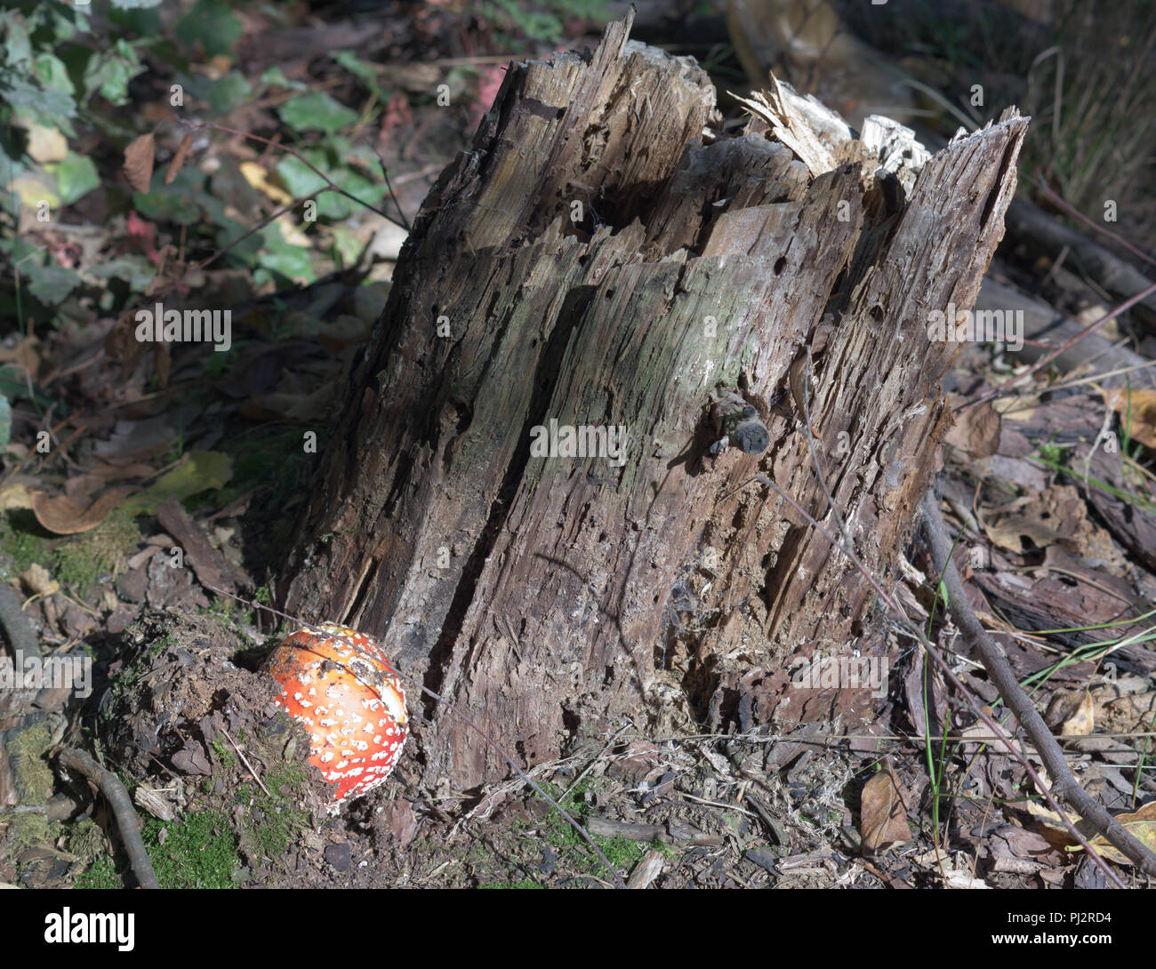 Kugel geformt die leuchtend roten Fly agaric, unter dem Rasen am Fuße des trockenen Baumstumpf Stockfoto