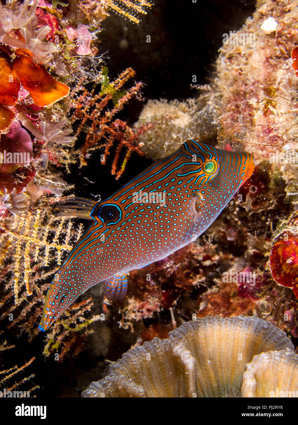 Toby, Canthigaster Papua Papua, Mabul, Sabah, Malaysia Stockfoto