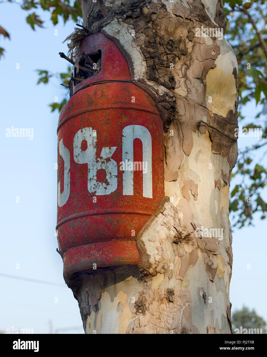 Leere Gasflasche eingewachsene in live Baum, der durch die wachsenden Baum der ein Fremdkörper, der Kraft der Natur. Sieg der Natur über menschliches Eingreifen. Stockfoto