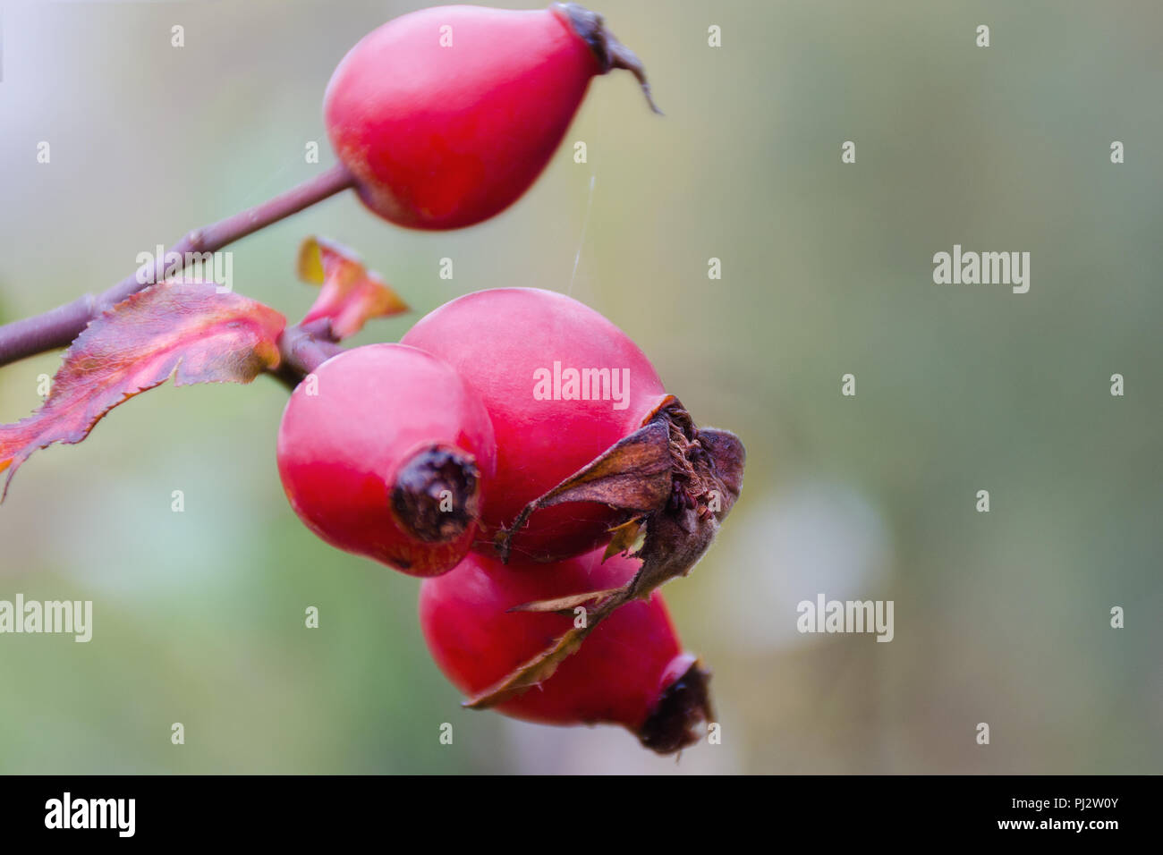 Herbst natürliche Ernte - rote reife Briar auf Bush, regen Tropfen an Beeren. Leeren Platz für Kopieren. Stockfoto