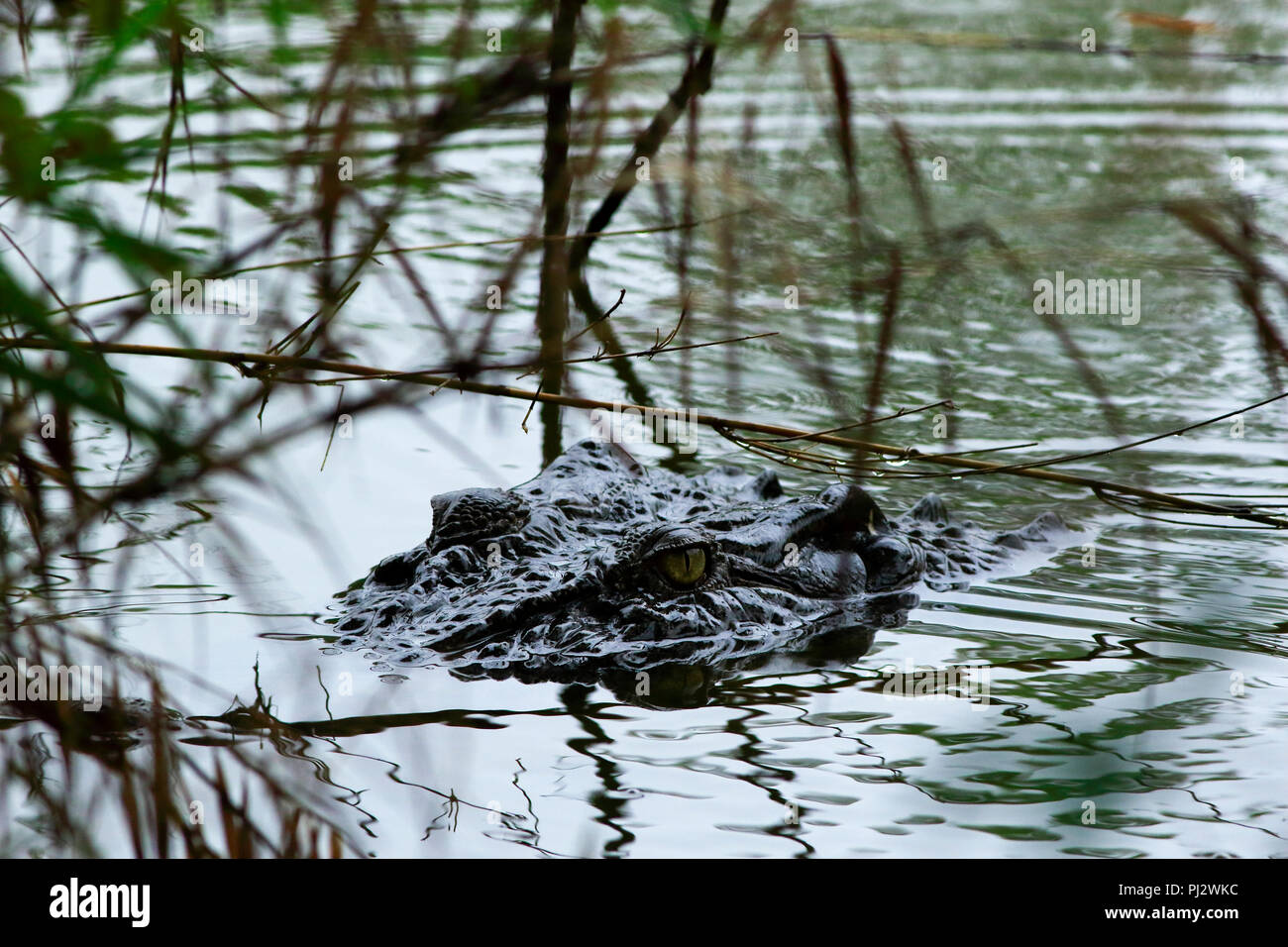 Ein Salzwasser Krokodil in Crocodile Zucht-Zentrum in der Sunderbans. Es wurde im Koromjol Bereich der Mongla Upazila im Osten Sundarbans Divisi gegründet. Stockfoto