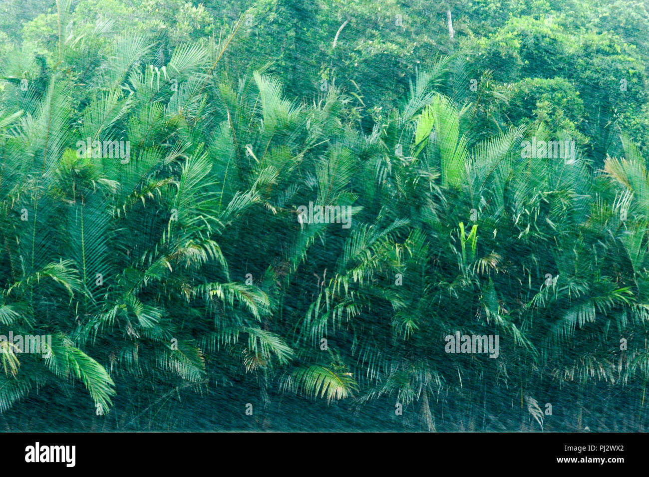 Nypa fruticans, allgemein bekannt als der nipa oder Mangrove Palm, Sundarbans, Bangladesch Stockfoto