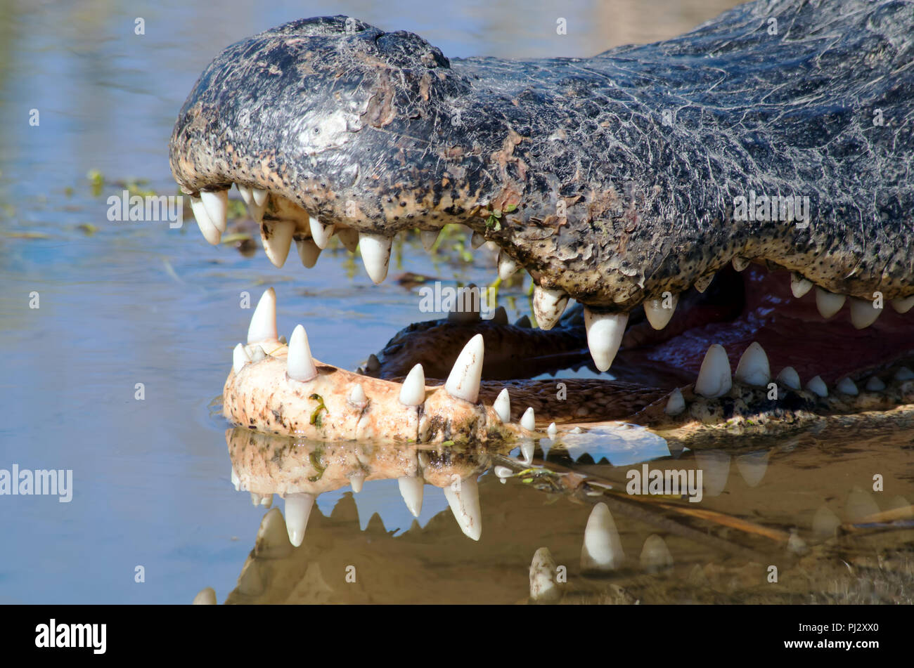 Ein Schließen der Schnauze eines amerikanischen Alligator zeigt Zähne in den Sumpf Wasser wider. Zum Beispiel: Leonabelle Turnbull Birding Center in Port Aransas, TX. Stockfoto