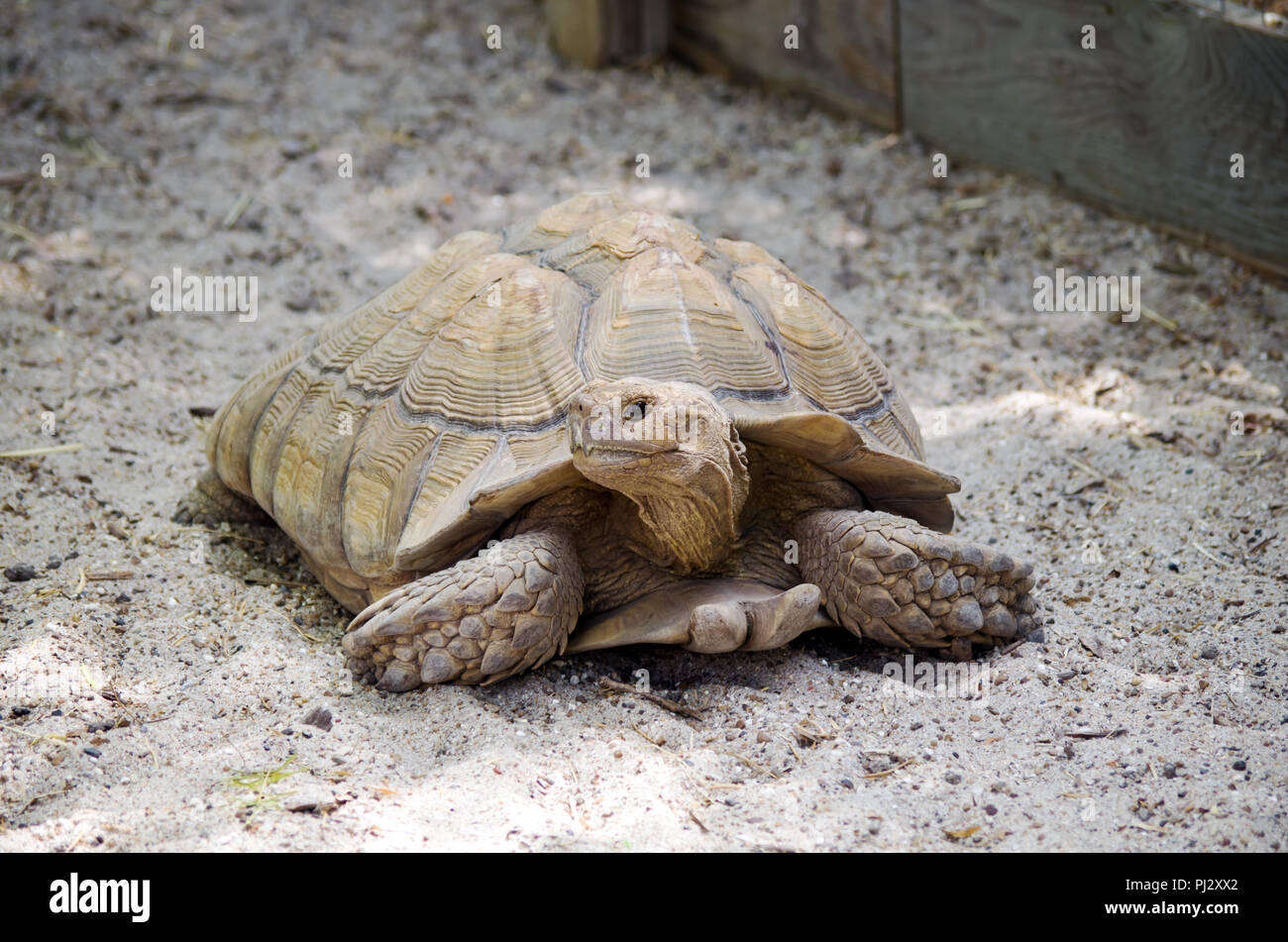 Eine afrikanische Trieb Schildkröte in seinem Gehäuse am South Texas Botanischen Gärten und Natur Center in Corpus Christi, Texas USA. Stockfoto