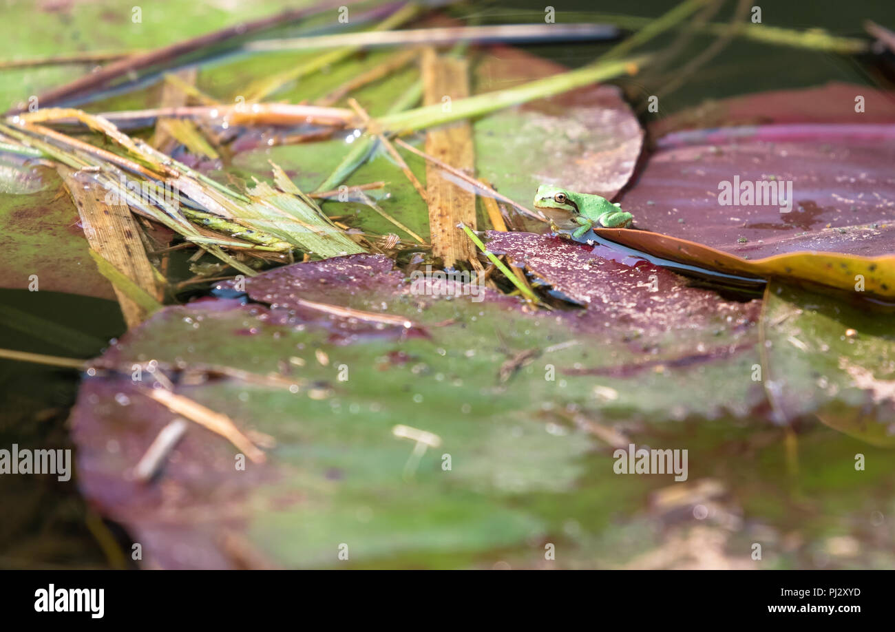 Eine pazifische chorus Frosch (Pseudacris regilla) ruht auf einem lily Pad in einem Teich in Nordkalifornien. Stockfoto