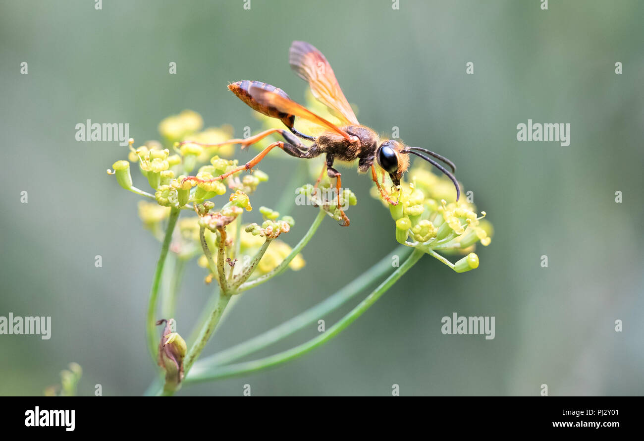 Ein Mud dauber Wasp besuche eine gelbe Blume in Nordkalifornien. Stockfoto