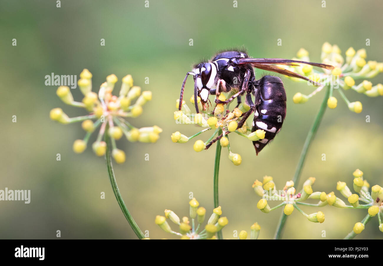 Ein kahler konfrontiert Hornet (Dolichovespula maculata) Besuche eine gelbe Blume in Nordkalifornien. Stockfoto